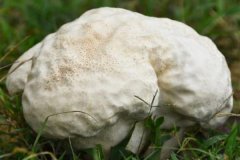 巨型白地菇多少钱一斤，高达20万元(最贵的蘑菇)