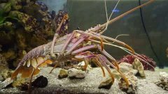 龙虾不会自然老死吗，不会但它受到细菌感染死亡