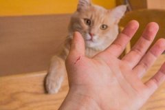 被猫抓伤出血要打针吗，只要没有出血轻微擦伤没有必要打