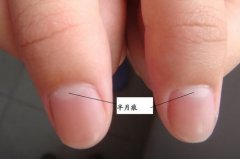 正常人手指月牙有几个，有四个通常呈半圆形