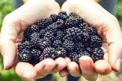 女生为什么不能吃黑莓，含有酚类物质导致荷尔蒙不平衡