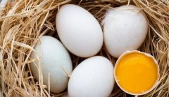 女性长期吃鹅蛋的好处，健脑益智/保护皮肤（5大好处）