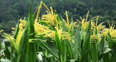 玉米是两性花吗，以异花粉化为特征的两性花植物