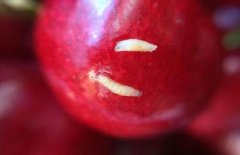樱桃里面为什么会有小白虫，幼虫能吃对人体无害